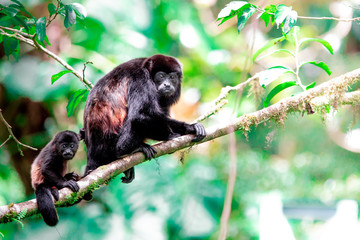 Howler Monkey Mama and Baby