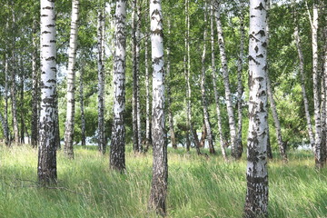 Beautiful birch trees with white birch bark in birch grove with green birch leaves