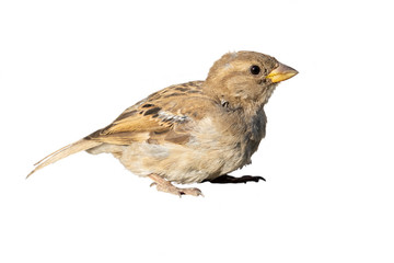 One sparrow on an isolated background.