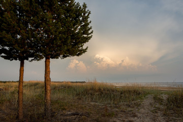 Fototapeta na wymiar Two pine trees by the seaside