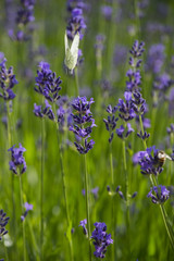 Lavendel und Schmetterling