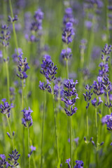 Naklejka premium Lavendel und Schmetterling