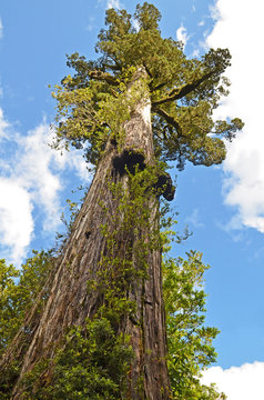 Looking up at a giant Alerce tree (Fitzroya cupressoides) in Chile