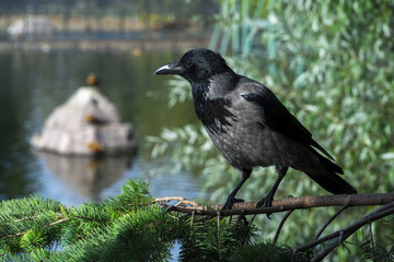 Gray crow sitting on a branch.