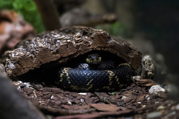 The whip snake is hiding in the trunk of an old fallen tree.