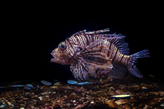 A lionfish is swimming on the dark background.  - Powered by Adobe