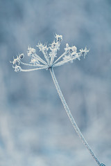 Delicate plants with hoarfrost in cold blue winter light