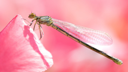 Libelle auf pinker Blüte © yzzyPhoto