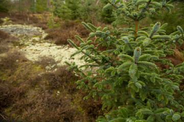 Close up photo of a young fir-tree with shallow depth of field