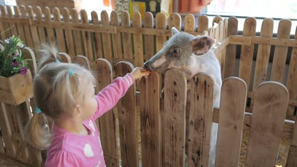 A small two-year-old girl feeds a small piglet in a contact zoo or farm
