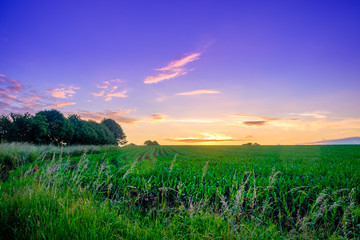 Maize field in the Orne countryside between sunset and the blue hour in summer, Normandy France - obrazy, fototapety, plakaty