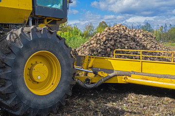 loading the harvested sugar beet harvested by a loader onto trucks for further transportation to the plant