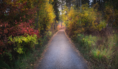 Obraz premium Fall Colors