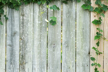 old rustic wooden fence wooden background with plant for safety security web nature related concept background 