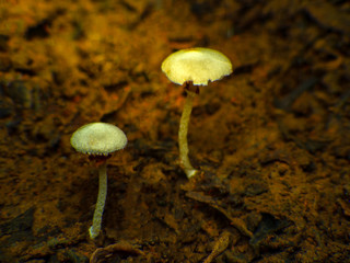 Forest White mushrooms in the grass. Gathering mushrooms. Mushroom photo, forest photo, forest mushroom, forest
