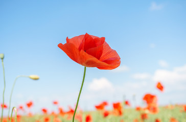 Red poppies in the morning light. Polyana with red poppy flowers on a green blur background. A lonely poppy flower. Field of poppies