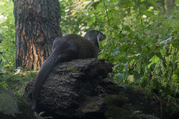 Otter auf Baumstamm