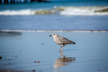 Seagull on a beautiful beach, isolated against crashing waves