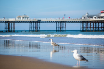 Fototapeta na wymiar Seagulls on beautiful beach, Cromer Pier UK in the background