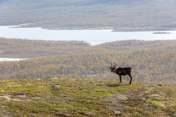 Naklejka na ściany i meble Reindeer in Finnish Lapland