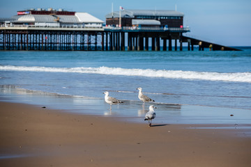 Seagulls on beautiful beach, Cromer Pier UK in the background