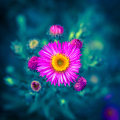 flower on blue background