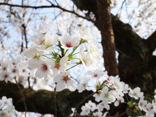 【日本の春】満開の桜