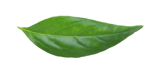 fresh Thai herbal medicine herbs organic plant leaves Andrographis paniculata