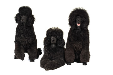 Three black king poodles isolated in white