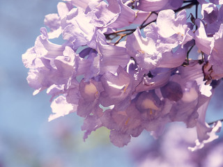 Jacaranda blossoms