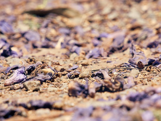 Jacaranda blossoms on the ground