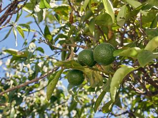 Green lemons on branch