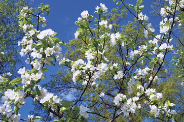 Apple tree blossoms in spring.