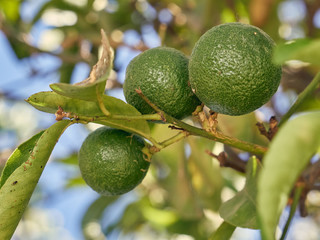 Green lemons on branch close up