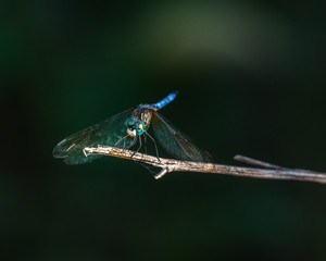 Blue Dasher dragonfly looking straight on!