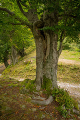 old tree in romania