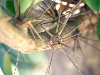 Thorns
