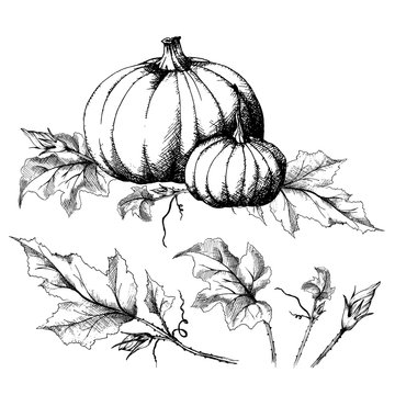 Pumpkin big and small, hand drawn sketch, vector with a set of separate leaves. All objects are isolated. Harvest festival collection, autumn illustration.