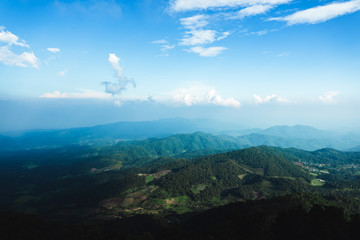 in the forest travel Trees and mountain views
