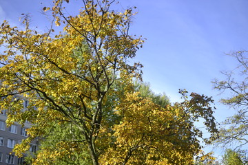 yellow tree in autumn