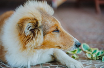 Very beautiful and playful dog. A true friend