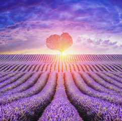 Plakat provence lavendel