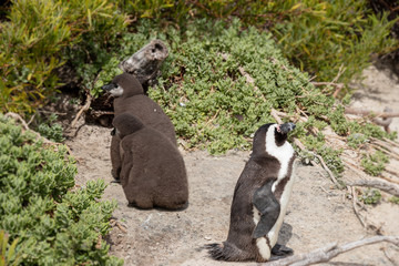 Fototapeta premium Pinguin steht mit 2 Jungtieren auf Sand