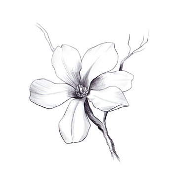 magnolia flower, pencil graphic artwork, black and white springflower for decoration and design