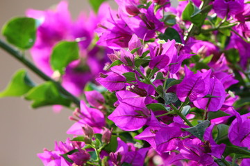 Flores