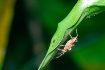 grasshopper on leaf