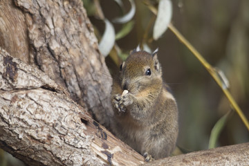 Himalayan Striped Squirrel sits on a branche holding a nut