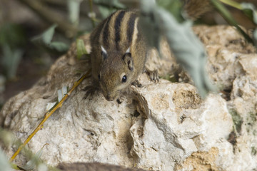 Himalayan Striped Squirrel sits on a stone