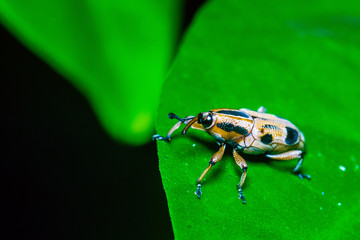 beetle on leaf