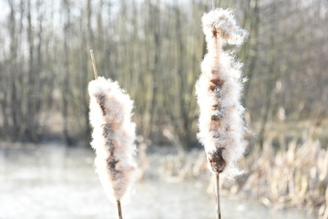 de uitpluizende lisdodde in de winter in een ven in natuurgebied De Witte Brink